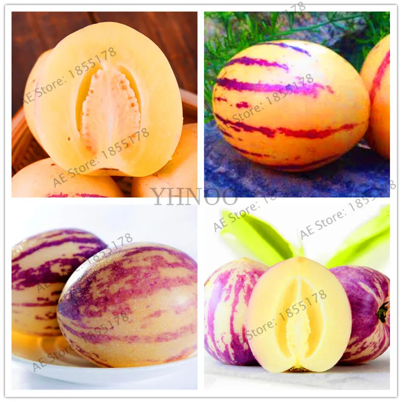 

104pcs/bag Rare Melon eggplant Plantas, flower potted plant, garden fruit trees, southern United States, Bonsai sweet fruit.