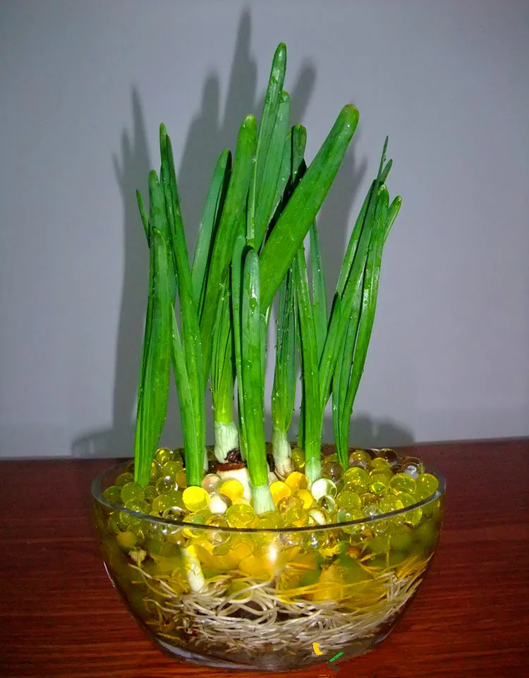 Гидрогель (аквагрунт) для растений. Аграрный гидрогель. Как использовать гидрогель. Эмалаг гидрогель. Гиацинты в аквагрунте.