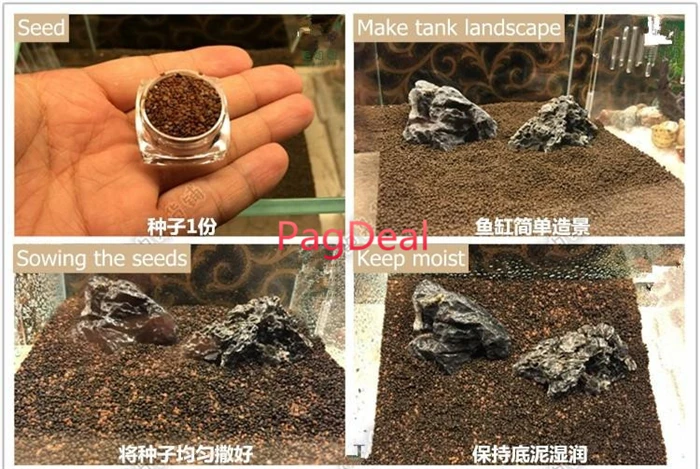 Glossostigma seed1