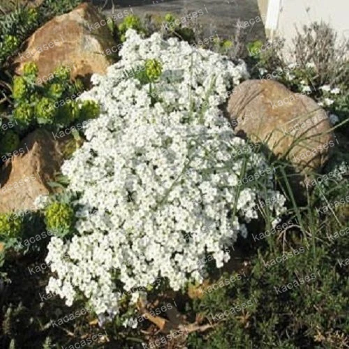 100 Pcs/Bag Creeping Thyme bonsai, Rare Color ROCK CRESS plants - Perennial Ground Cover Flower Natural Growth For Home Garden