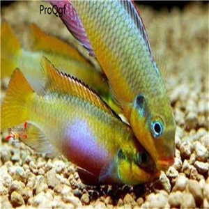 Ngryise 50 Шт Набор Aplocheilichthys Normani - Цвет: Pelvicachromis taeni