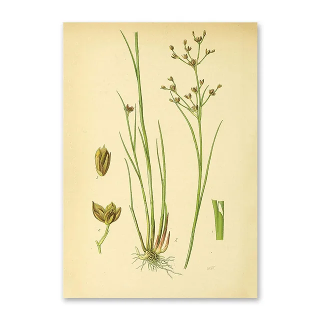 Modern-wall-art-picture-canvas-poster-and-print-Vintage-Botanical-illustrations-floral-murals-living-room-decor.jpg_640x640 (1)