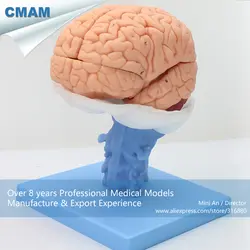 12403 CMAM-BRAIN06 жизни Размеры 1:1 мозг нервной Системы Исследование модели, медицинская наука учебных анатомические модели