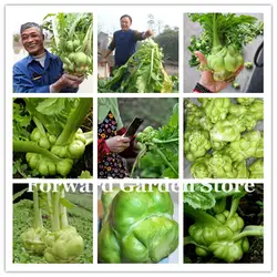 Купить Brassica Juncea овощи Semente бонсай 200 шт. корневые овощи горчица почки растения для дома и сада