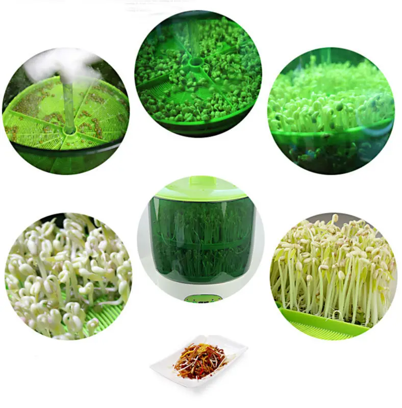 bean sprouts