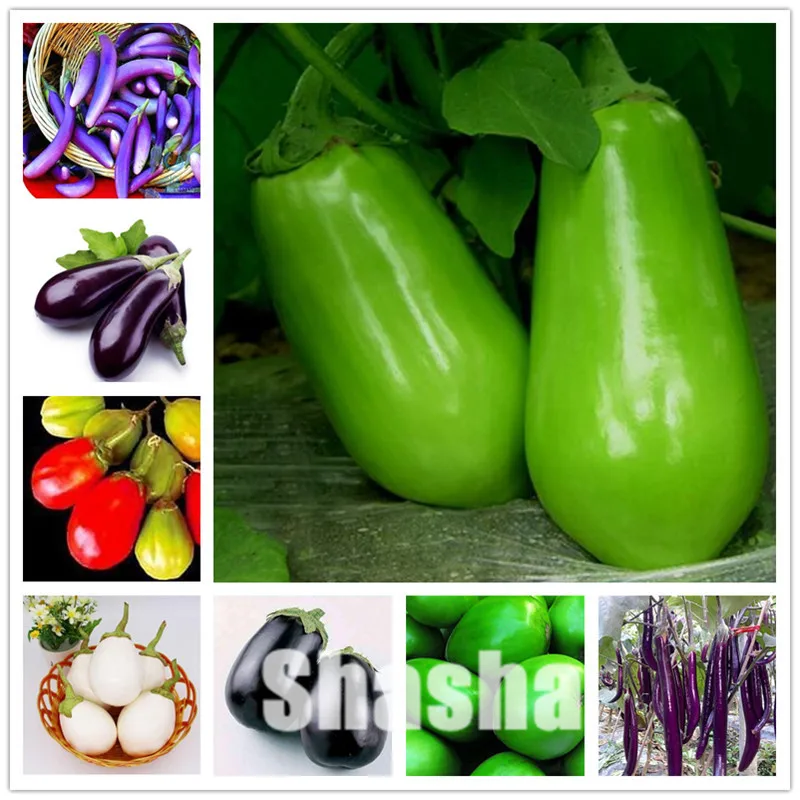 

200 pcs/bag Mixed Eggplant plants - perfume importado,Organic Russian Heirloom Vegetable bonsai Non-GMO plants for home & garden