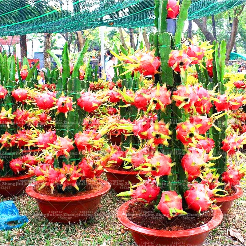 

50Pcs/Bag Gragon fruit Bonsai plant Dwarf Fruit Trees Bonsai Organic Vegetable Healthy And Nutritious Fruits Plant