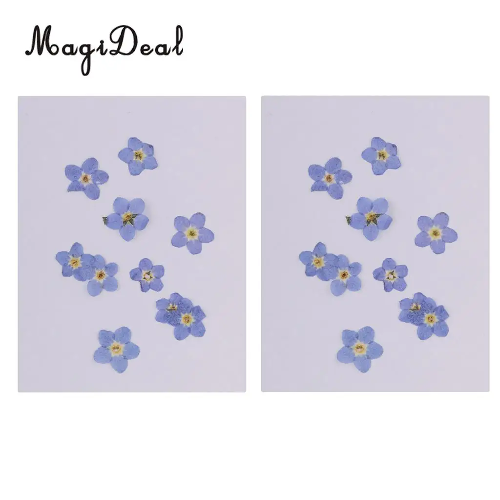 20pcs Natural Real Forget-me-not Flowers Pressed Dried Flowers Embellishments for Art Craft Jewelry Making