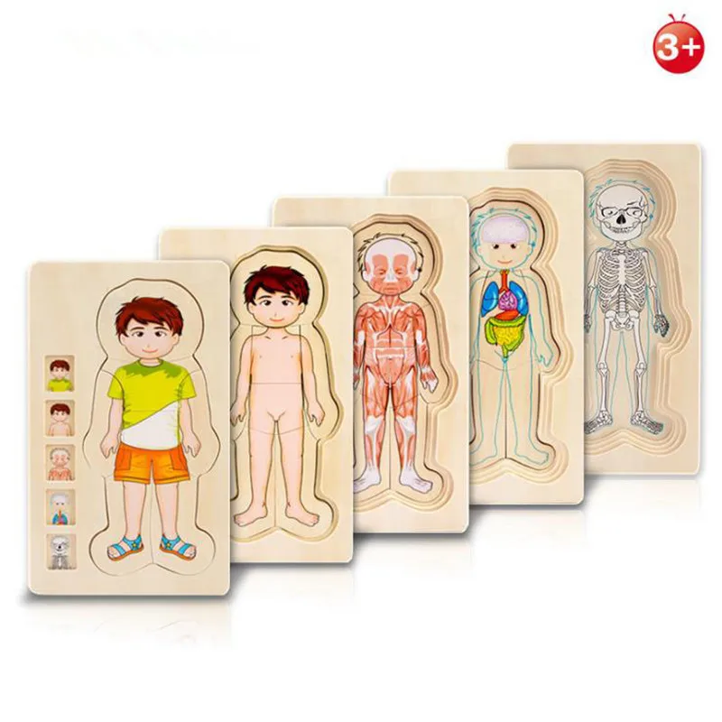 Educational Toys Wooden Human Body Puzzle Boys Girls Body Structure
