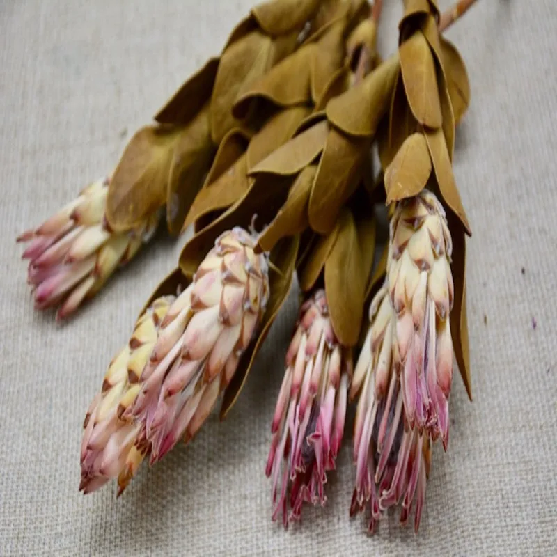 With leaf mist frost lotus dried flower eternal flower mist lotus