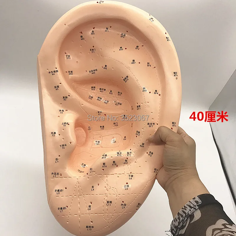 

40cm Human Acupuncture Ear Model Reflexology Acupoint raumatic pistol medical skeleton trauma anatomy medical instruments Refle