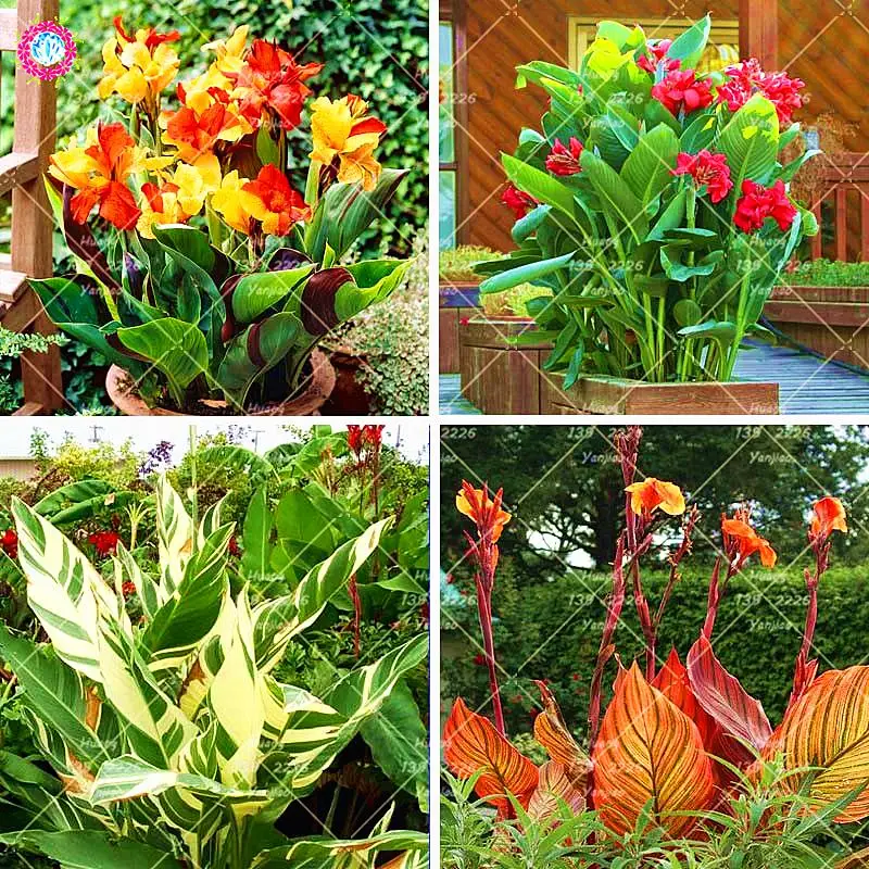 

10 pcs Dwarf Bonsai Canna Lily plant Beautiful Flower plant Wonderful Foliage Perennial Potted Plant For Home Garden