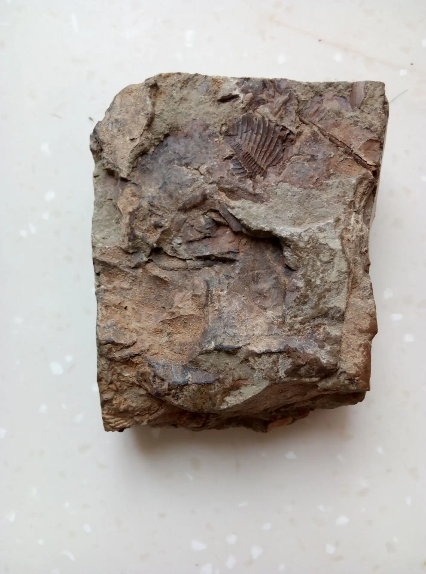 Fossil Golden Trilobite(coronocphalus jastrowi) на matrix rock