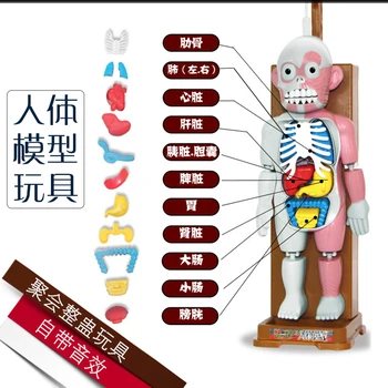 

Human anatomy tidy toy party board game horror Taiwan electronic puzzle model