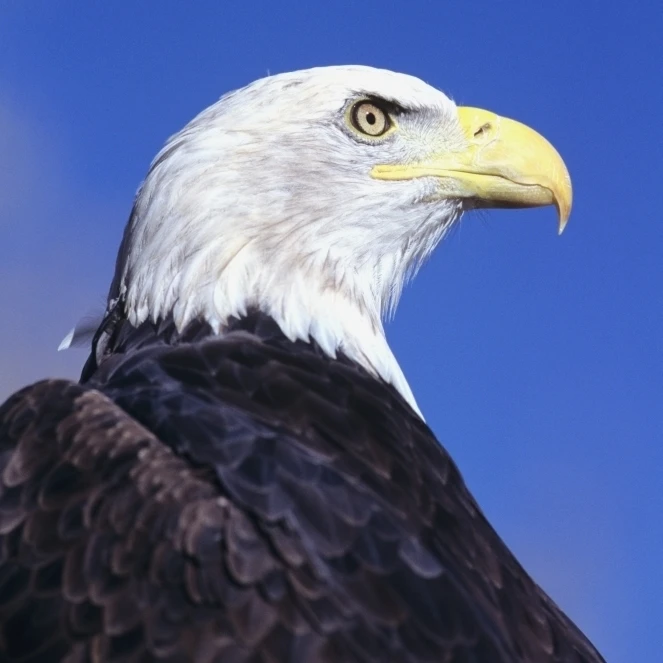 Colorado  Front Range  Bald Eagle (Haliaeetus Leucocephalus) Headshot. Poster Print (11 x 17)