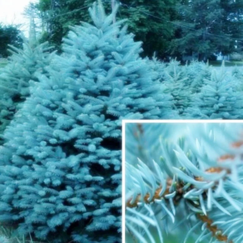 

Blue Spruce bonsais Picea Tree Potted Bonsai Courtyard Garden Plant Pine Tree bonsais 20pcs (yun shan)
