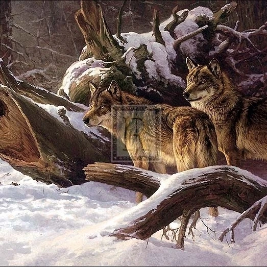 Wolves in Winter Poster Print by Dick van Heerde (39 x 27)