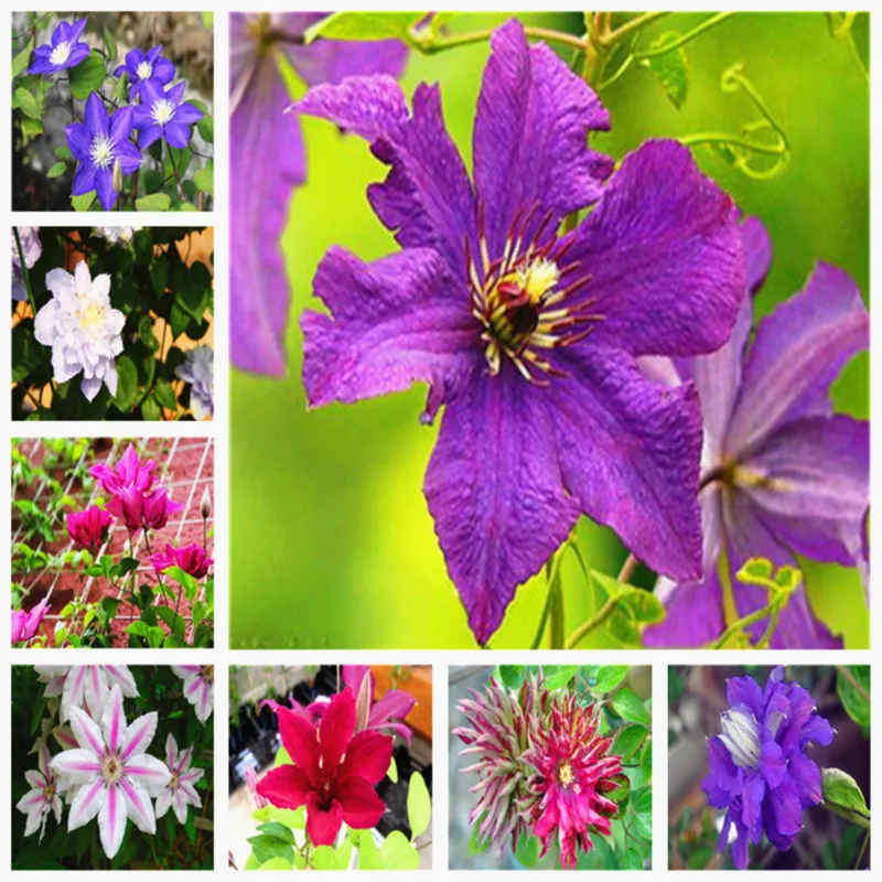 

100 pcs/ bag Exotic Clematis Bonsai Flower Blooming Clematis Vines Plant Indoor & Outdoor Pot Plants for Home Garden Decor
