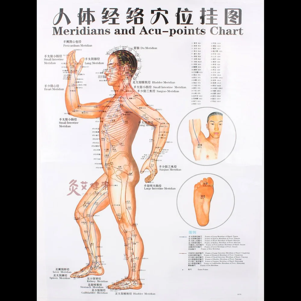 Meridian Chart Of The Human Body