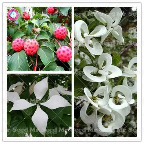 

20PCS Delicious Fruit plant Flowering Dogwood plant Cornus Florida Urbiniana plant Perennial Ornamental Flower Plants For Garden