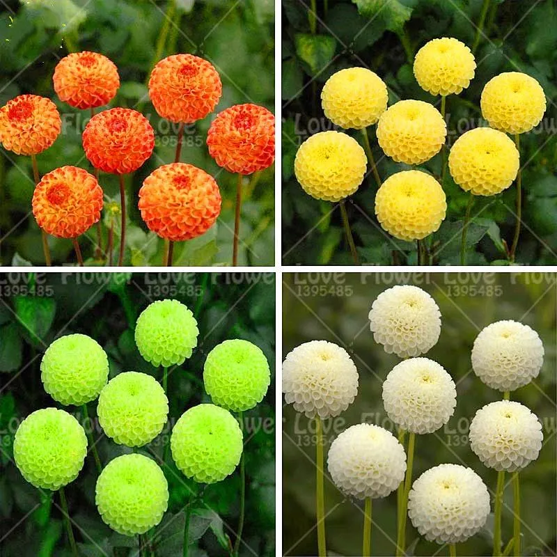 

50PCS Rare mixed color Dahlia(not bulbs) flower Perennial Potted Bonsai Flowers plants For Home Garden Planting Easy To Grow