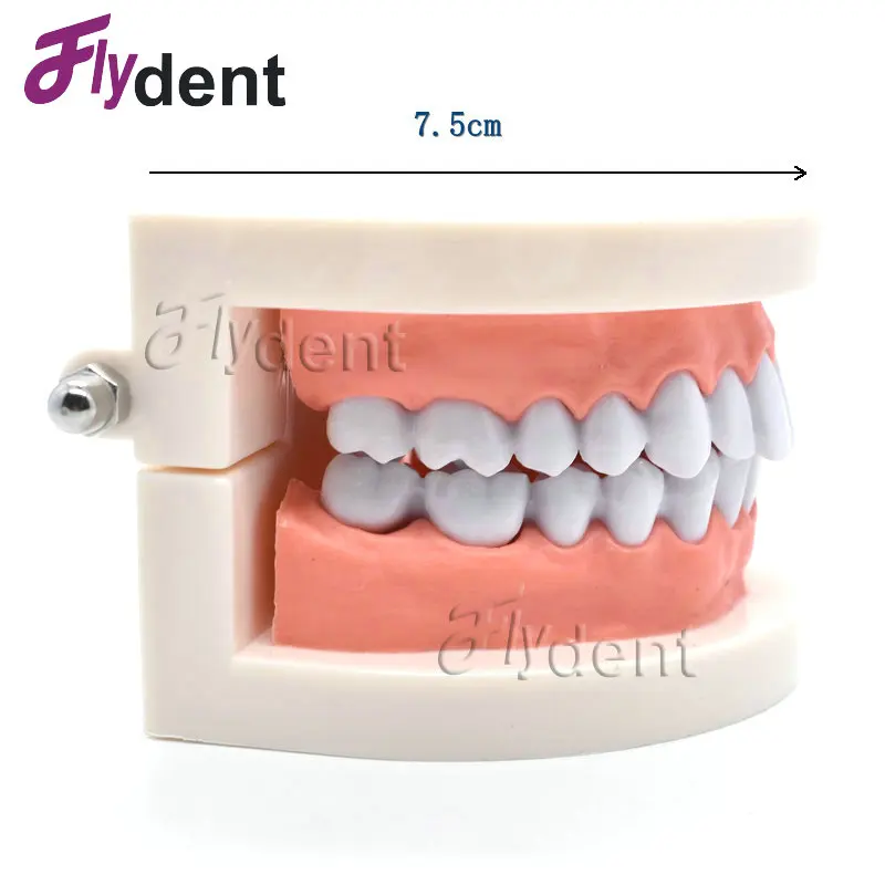 Цельнокроеное платье зубы денто-модель Студент Модели для обучения стоматология Материал стоматологические инструменты Стоматологическая Лаборатория Модель