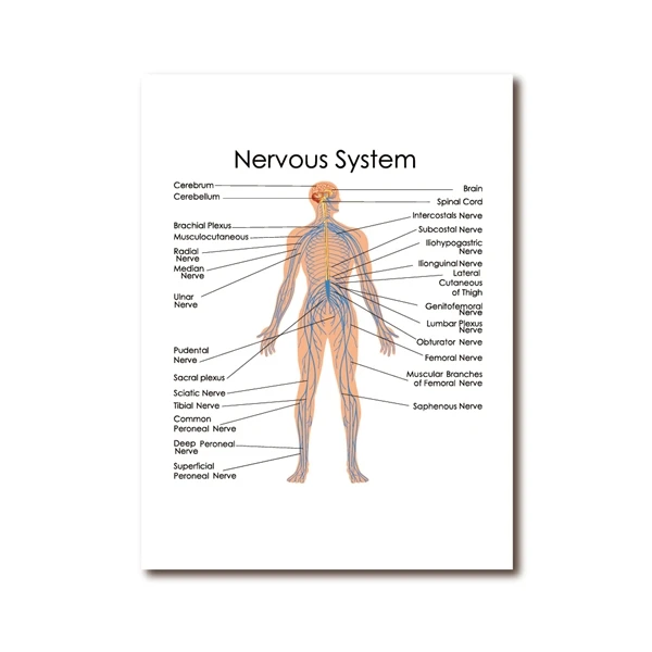 Nervous System Diagram Blank