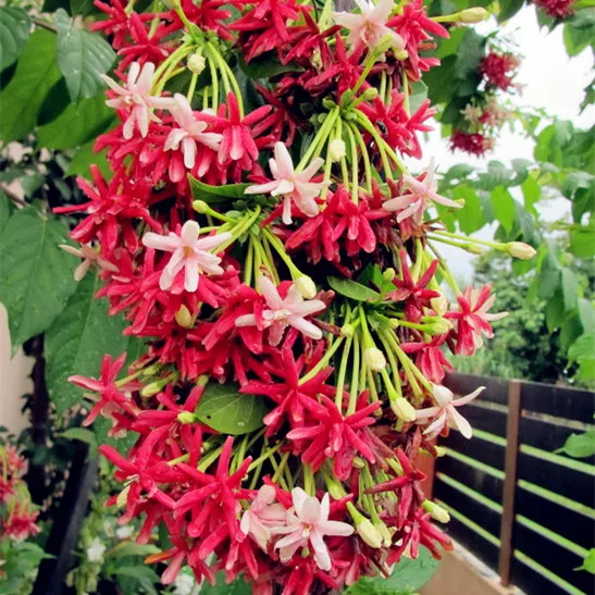 

50pcs Rare Quisqualis ,Bonsai Flower Bonsai,NIX Colours, Heirloom Quisqualis Perennial Flower Bonsai plant for home garden