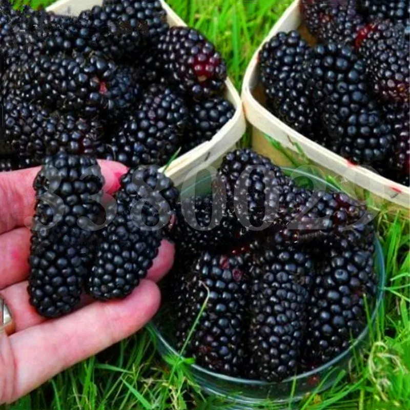 

200pcs bonsai gaint Blackberry fruit tree plants Delicious edible fruit perennial outdoor potted pant for home garden plants