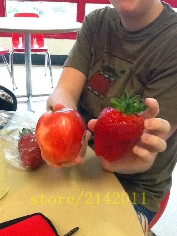 300pcs/bag giant strawberry seeds,red strawberry,Organic Heirloom fruit vegetable seeds,bonsai potted plant for home garden 300pcs/bag giant strawberry seeds,red strawberry,Organic Heirloom fruit vegetable seeds,bonsai potted plant for home garden