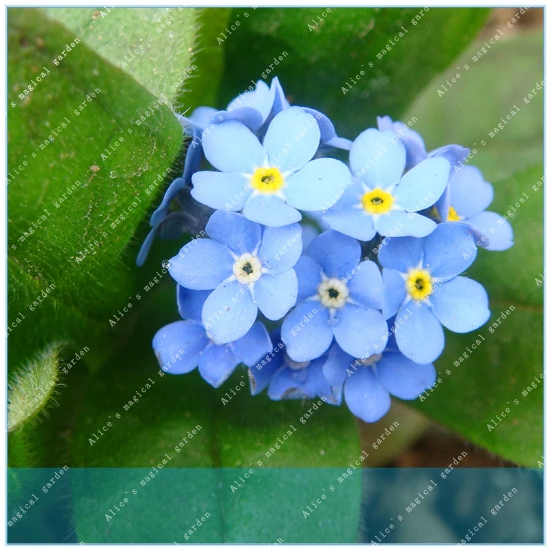 

ZLKING 100pcs forget-me-not Do not forget me potted flower perennial forget-me, easy to grow