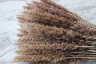 Натуральные Сушеные Pampas Grass Phragmites comris Reed Plant свадебные цветы 30 шт./лот товары для
