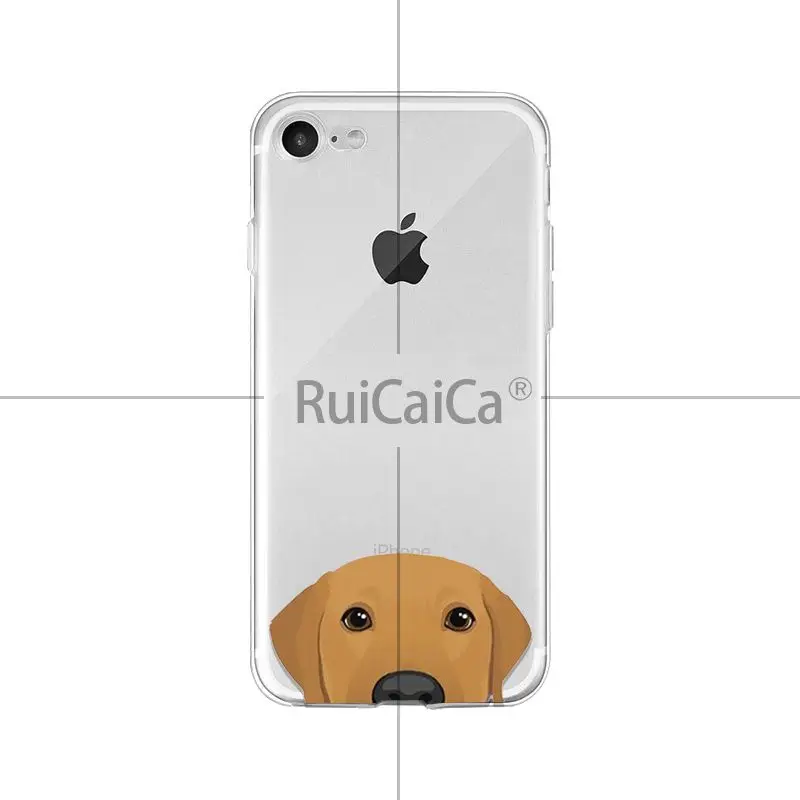 Cute and funny pet dog cat head