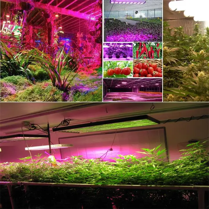 800W full spectrum cob smd3535 660nm led grow light actual power 275w