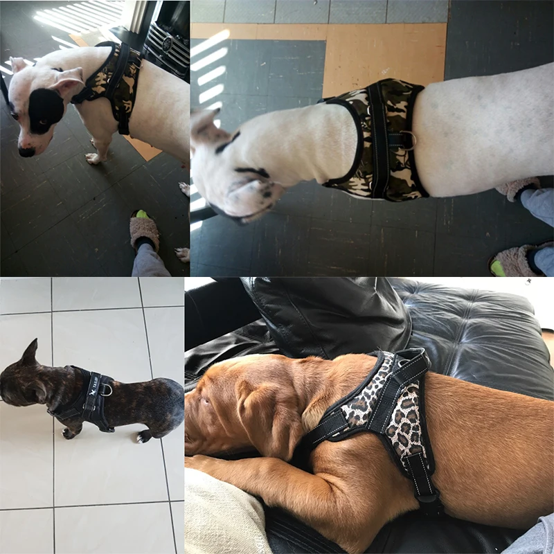 Harnesses-09-15