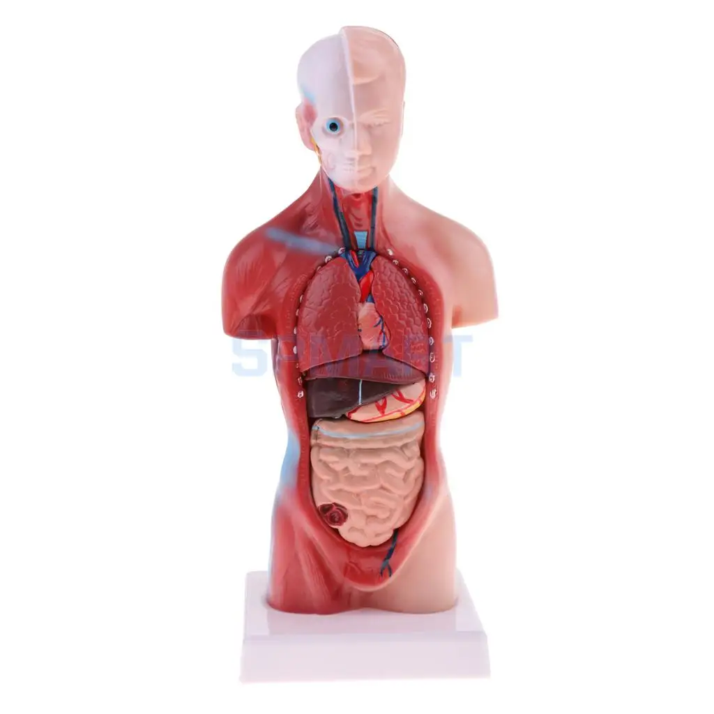 

28cm Human Torso Male Viscera Heart Brain Skeleton Anatomy Model Practice School Teaching Lab Supplies