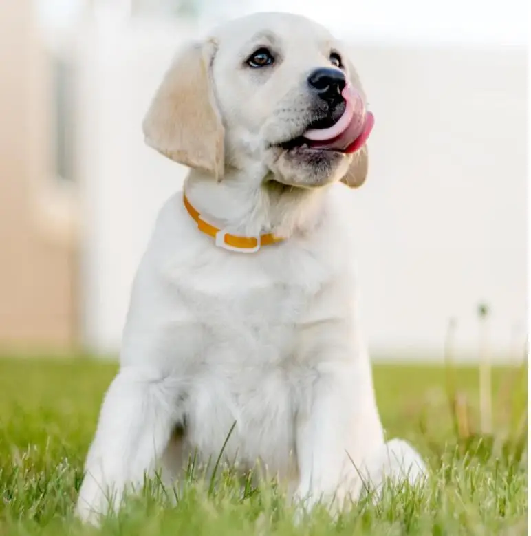 36020190323222659213