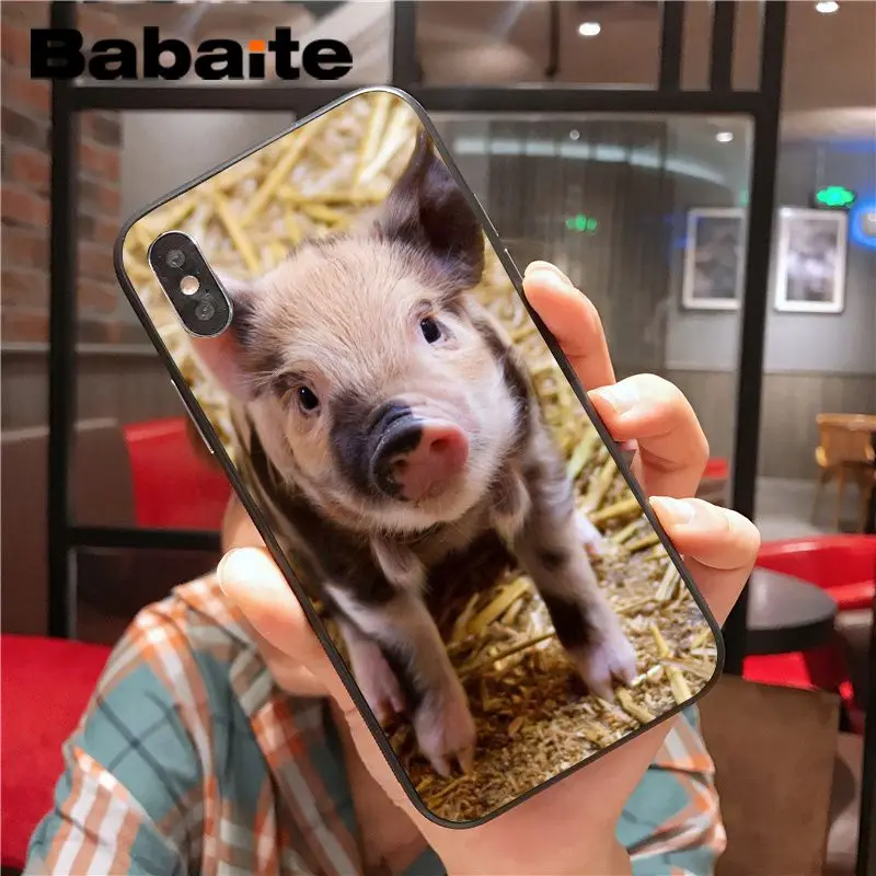 Wild Boar pig animal