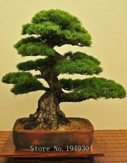 50 pcs japanese black pine natural indoor bonsai tree wooden perennial plants for home garden decor best packaging