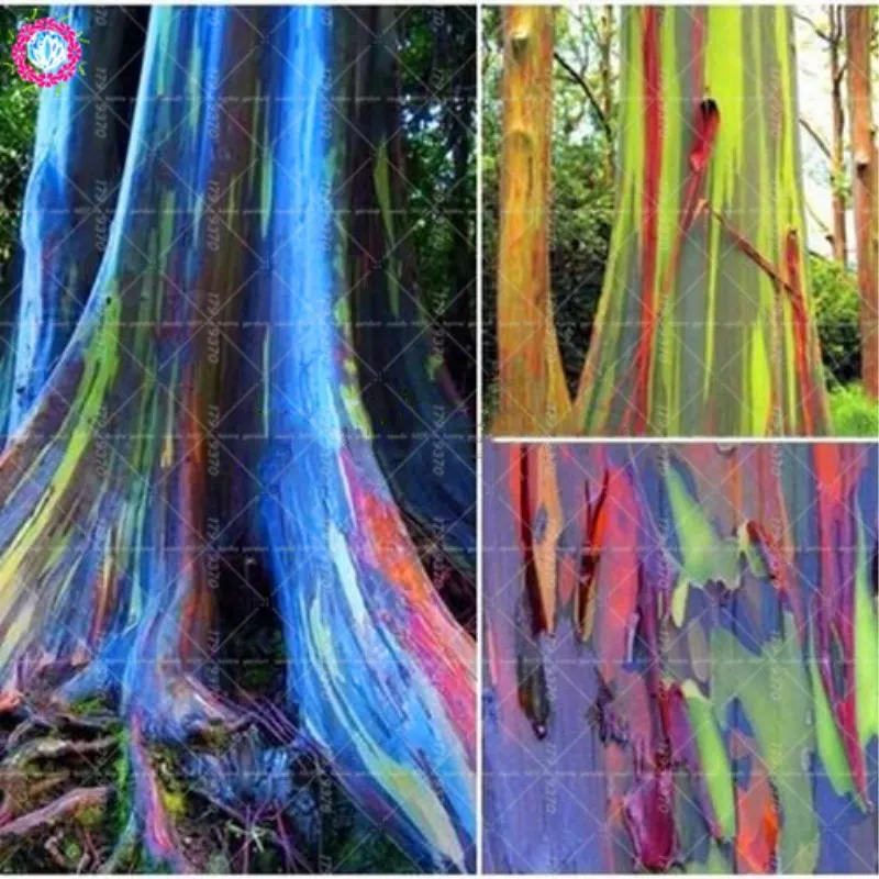Buy 200pcs Bonsai Colorful Eucalyptus Gaint Rainbow