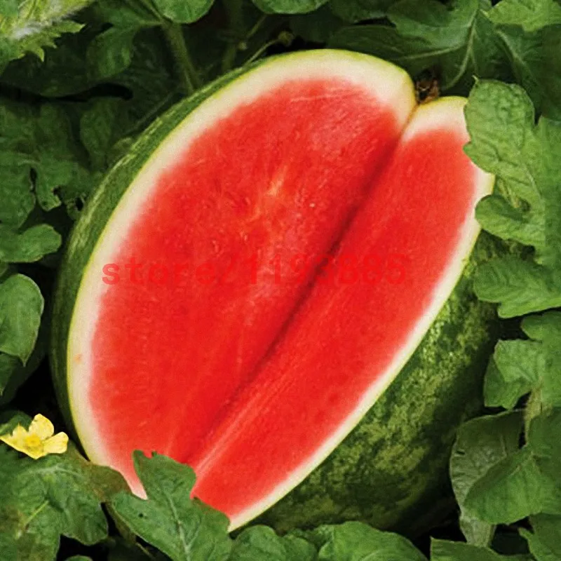 Buy 30 Pcs Seedless Watermelon Seeds Free Shipping Buy 30 pcs seedless watermelon seeds free shipping