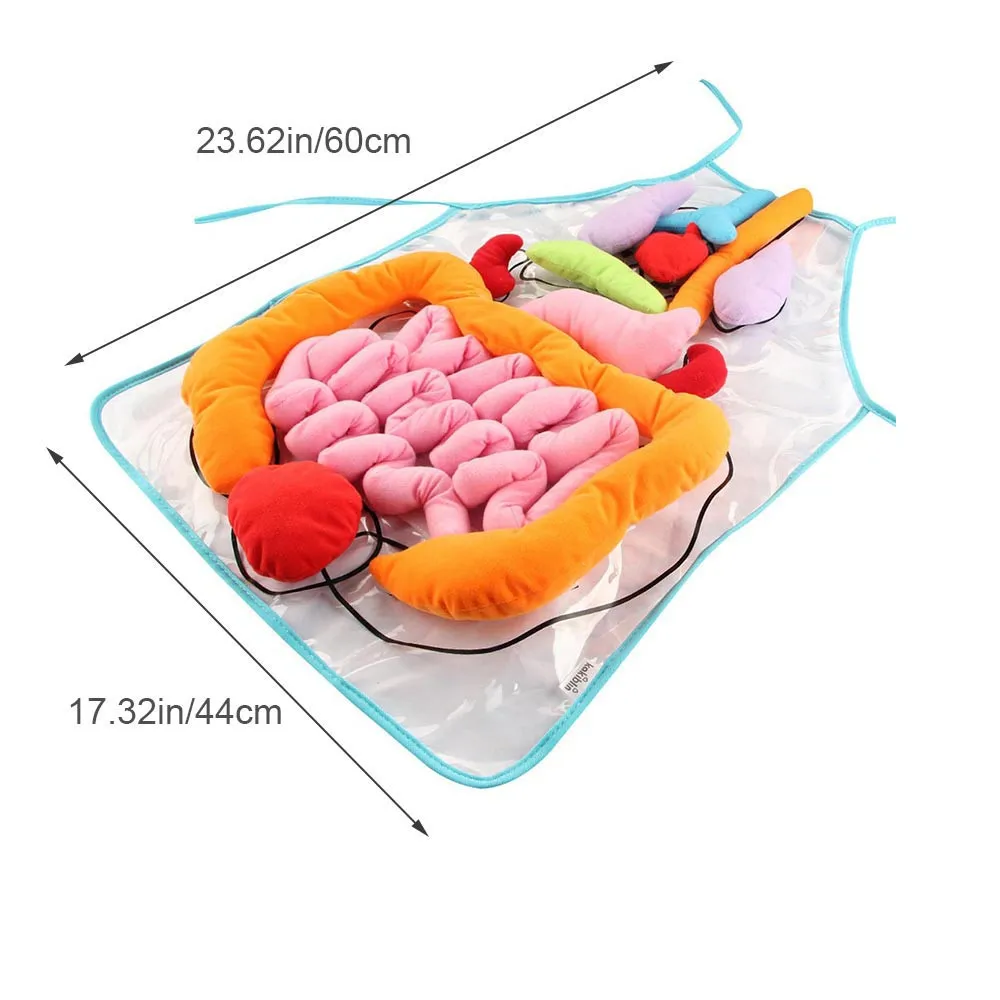  Baby Kid Human Internal Organs Early Education Teaching Equipment 3D Organ Apron Educational Toy Gi - 32994536140