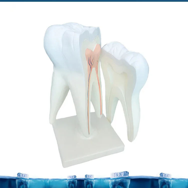 Large Dental Tooth Anatomy Dispaly Model Anatomical Teeth Nerve with Support Dentist Medical Science Teaching 30*16*16CM | Канцтовары