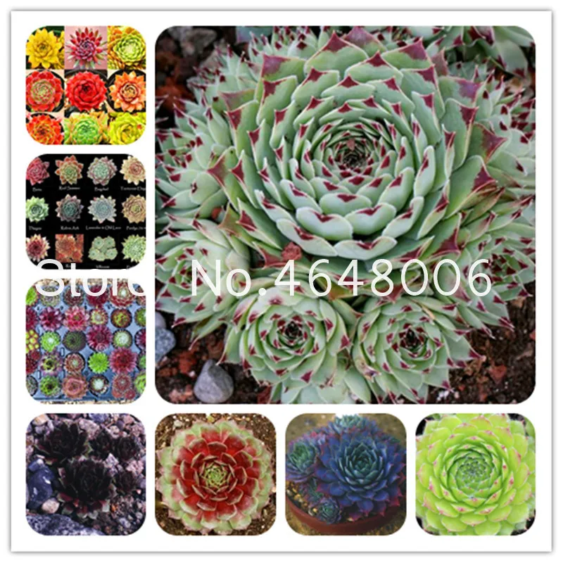 

200 Pcs Mixed Sempervivum Bonsai, Exotic German Potted Flowers Succulents Radiation Fleshy Plant Purple Sempervivum Tectorum