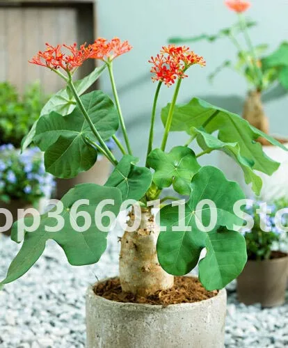 

10PCS plantas naturale Buddha belly plant, bottle gout plant RARE Jatropha podagrica succulent plantas para jardin