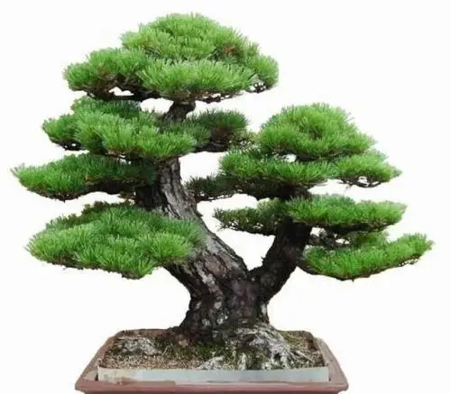 

50 pcs japanese black pine natural indoor bonsai tree wooden perennial plants for home garden decor best packaging