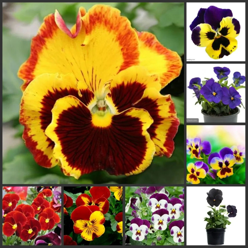 30pcs 100% Fresh Real Pansy flower semillas sementes