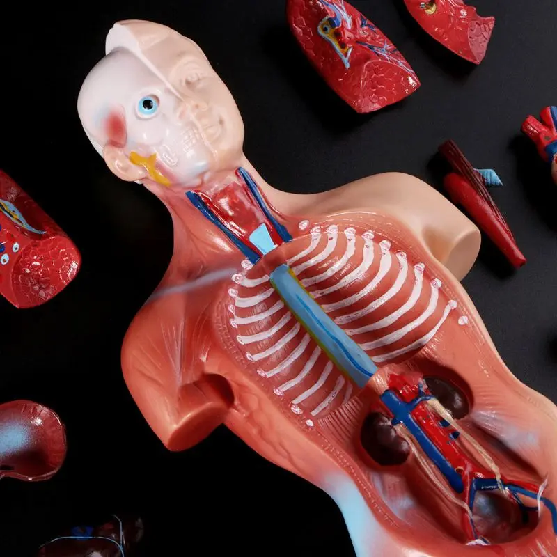 Тела туловища человека модель анатомия, анатомический медицинский внутренние органы Учебная модель туловища школьная медицинская наука