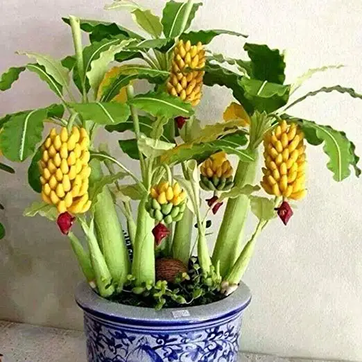 

100/200 Pcs Dwarf Banana Tree Bonsai Fruit Plant Very Rare Mini Outdoor Perennial Flowering Plants For Home Garden Seedplants