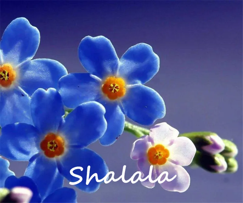 

100 PCS Garden Flowers Perennial Plants Woodland Myosotis Sylvatica Rare Forget Me Not Bonsai Nature Fresh Flower Bonsai